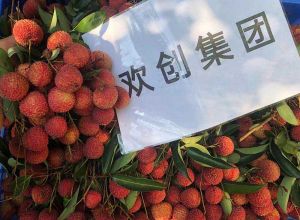 夏日好“枝”味，开云手机客户端_开云(中国)官方集团发福“荔”啦
